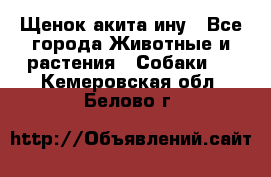 Щенок акита ину - Все города Животные и растения » Собаки   . Кемеровская обл.,Белово г.